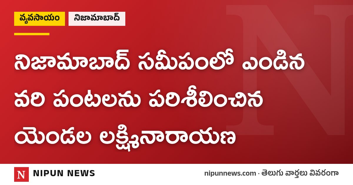 నిజామాబాద్ సమీపంలో ఎండిన వరి పంటలను పరిశీలించిన యెండల లక్ష్మినారాయణ